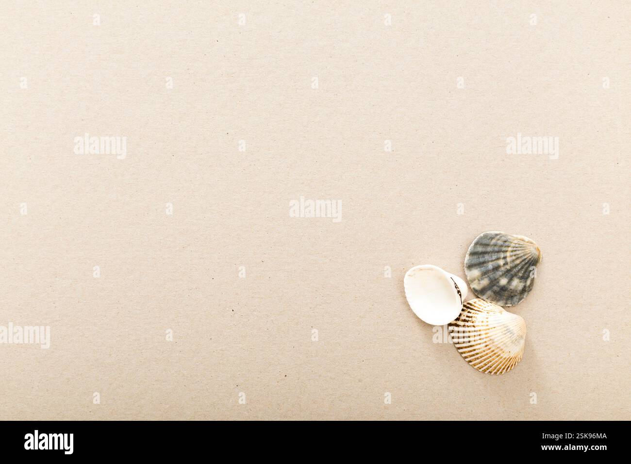 Animal Shell Neutral Fauna designs hi-res stock photography and images - Alamy