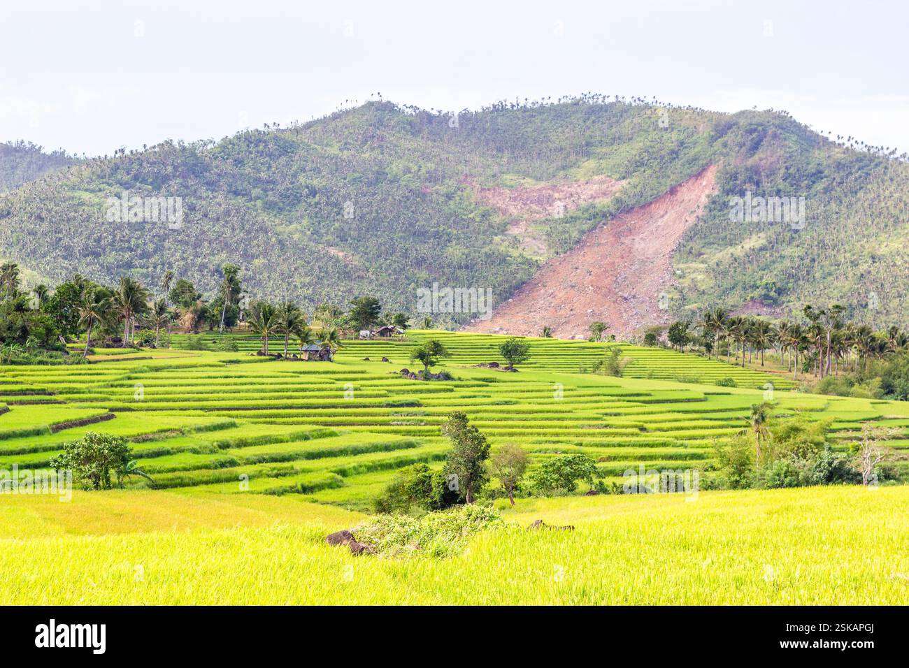 Rice terraces carved into a green hillside with layered paddies in ...