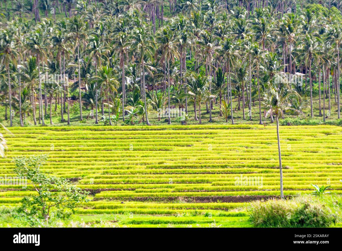 Rice terraces carved into a green hillside with layered paddies in ...