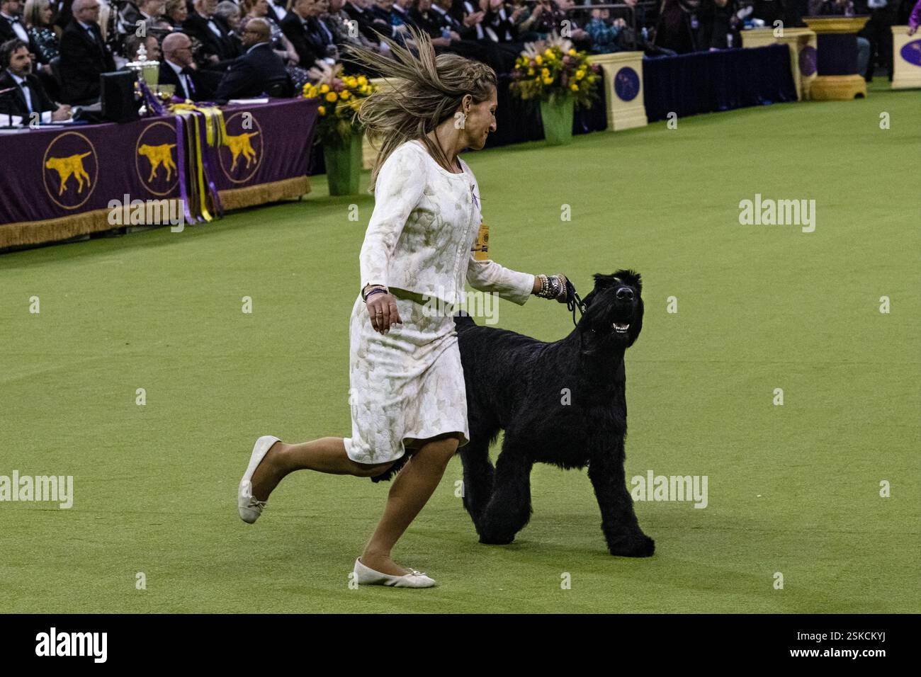 Monty, the Giant Schnauzer wins Best in at The 2025 Westminster Kennel Club Dog