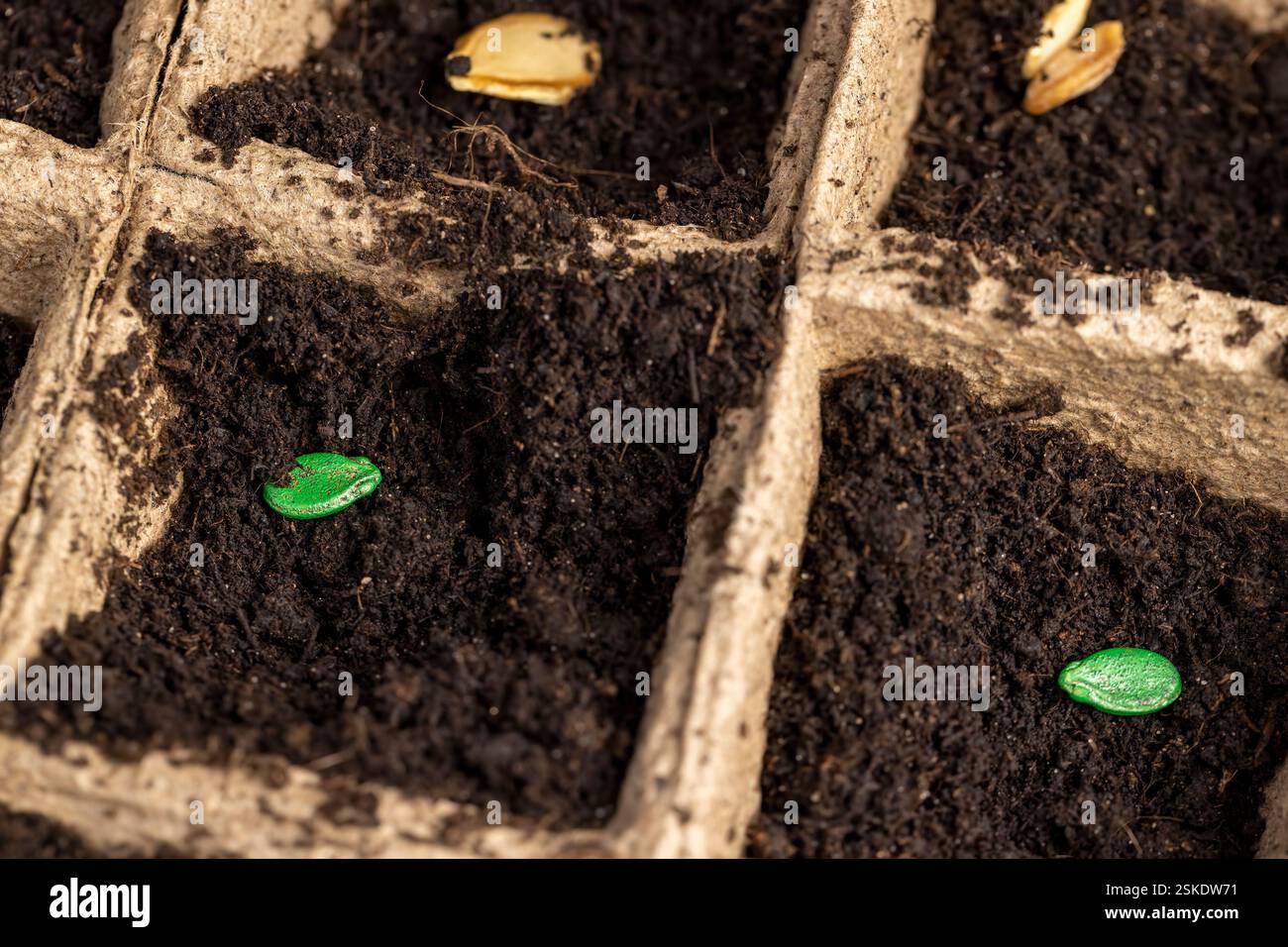 Seed in soil in cardboard cups closeup, poured black soil into paper ...