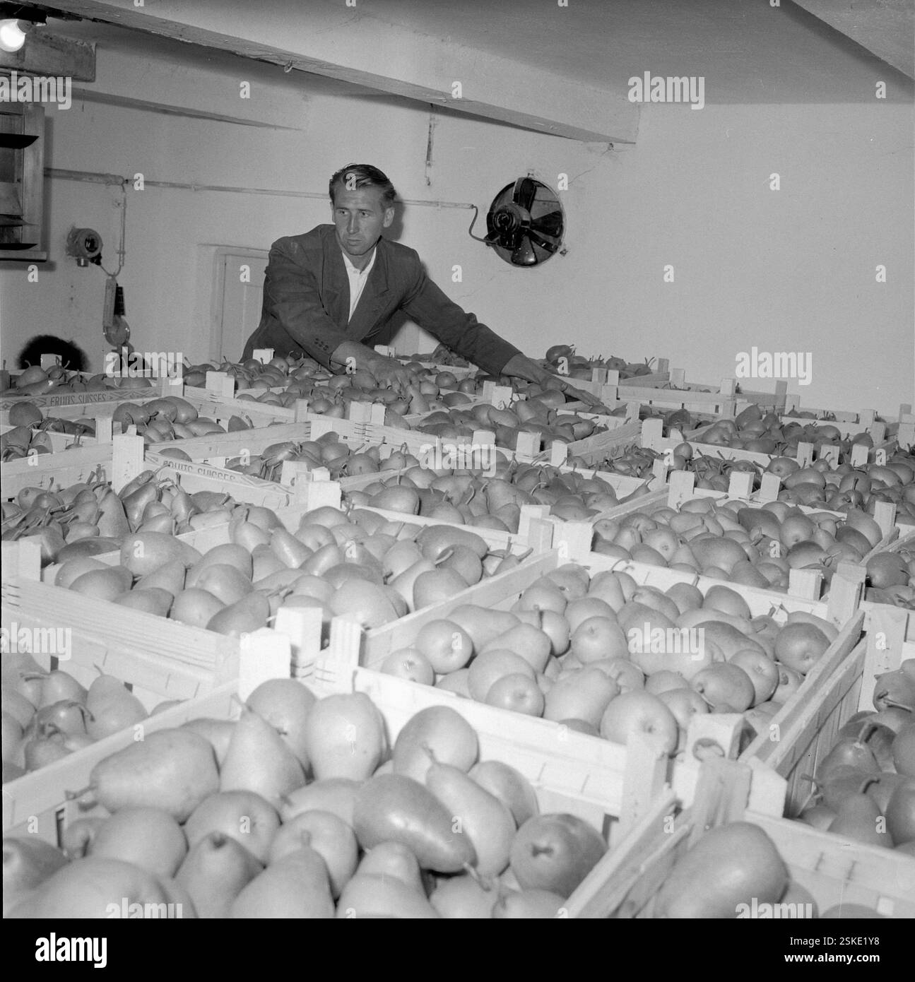 --- Birnen der Sorte 'Gute Luise', Obstbau im Wallis 1958#Pears, Fruit Growing in the Valais 1958- RDB BY DUKAS Stock Photo