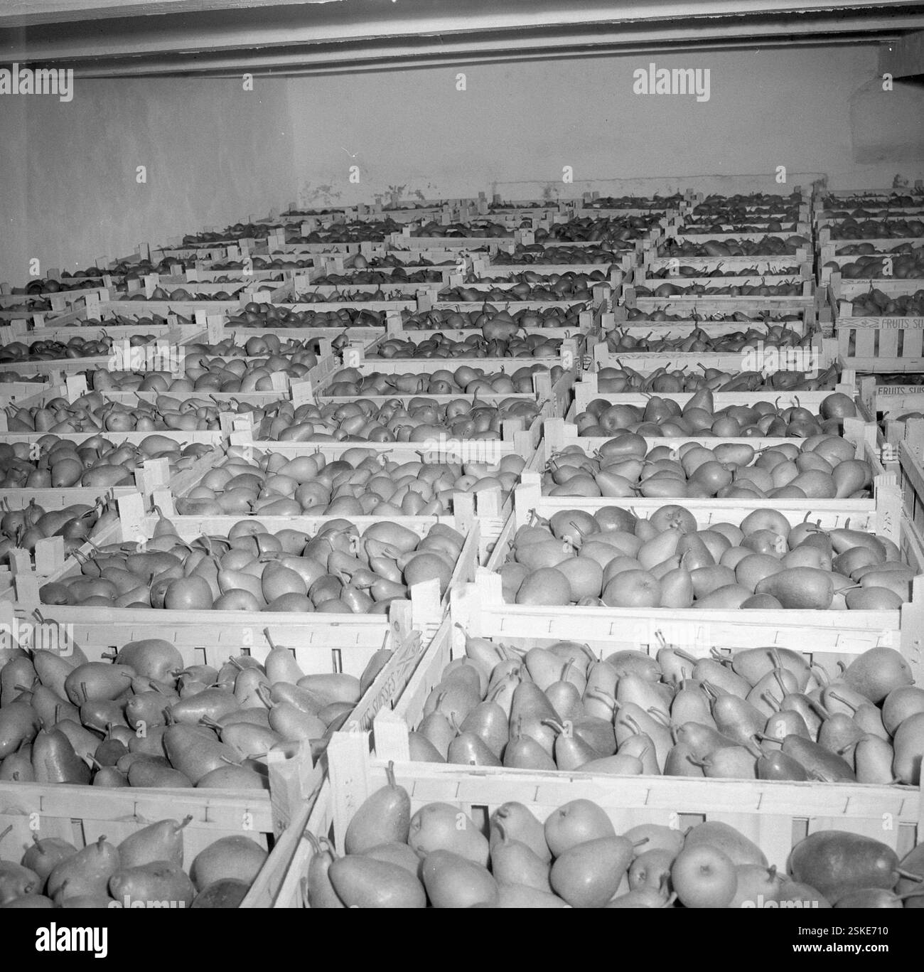 --- Birnen der Sorte 'Gute Luise', Obstbau im Wallis 1958#Pears, Fruit Growing in the Valais 1958- RDB BY DUKAS Stock Photo