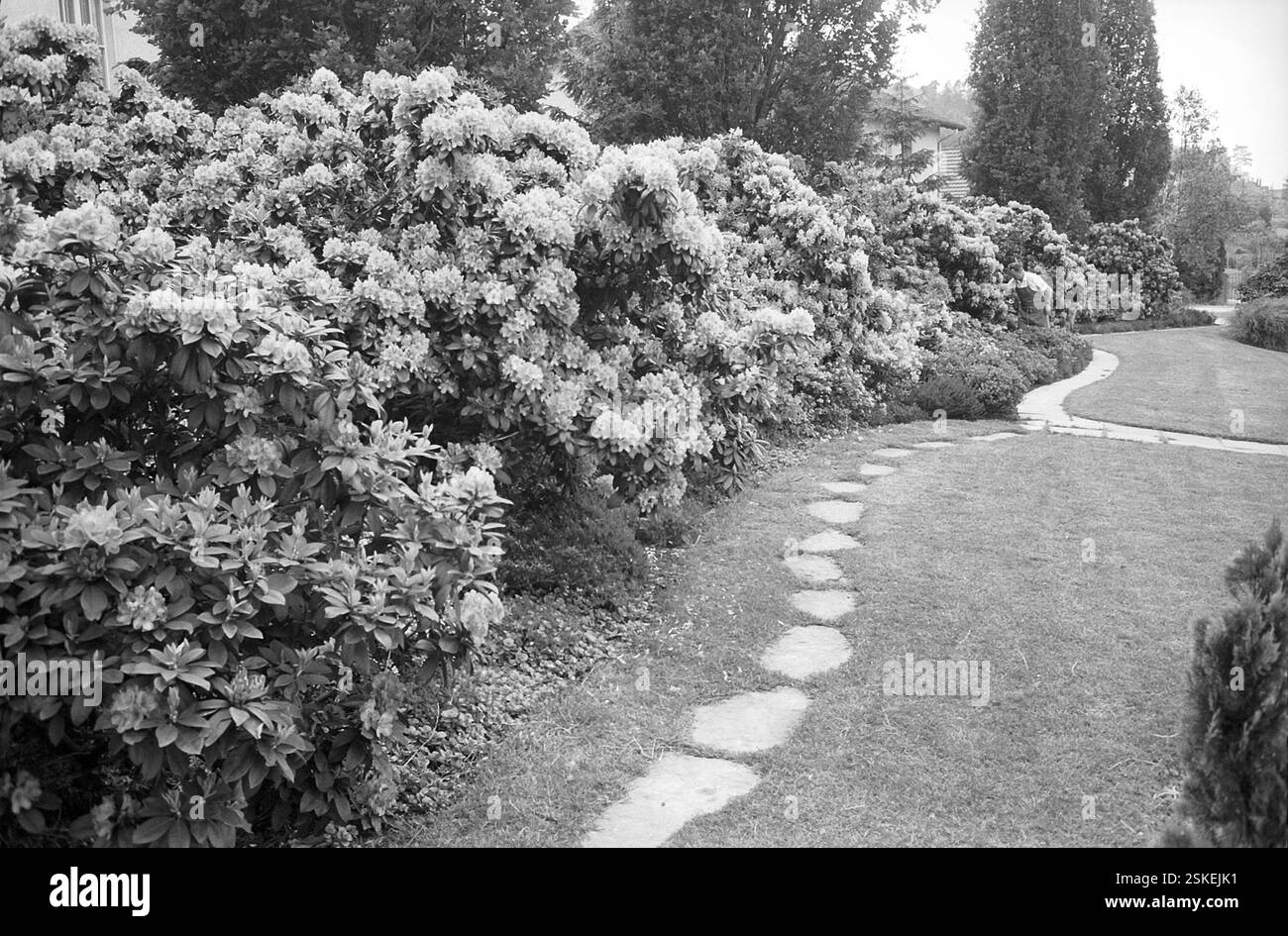 Rhododendron rhododendron in front garden hi-res stock photography and  images - Alamy