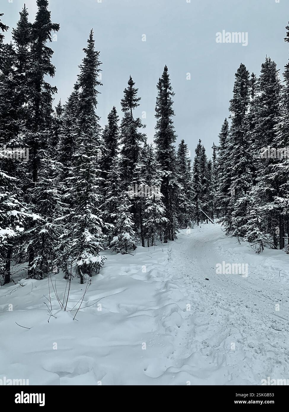 Alaska Fairbanks, Winter Wonderland - Smartphone Captured Stock Image