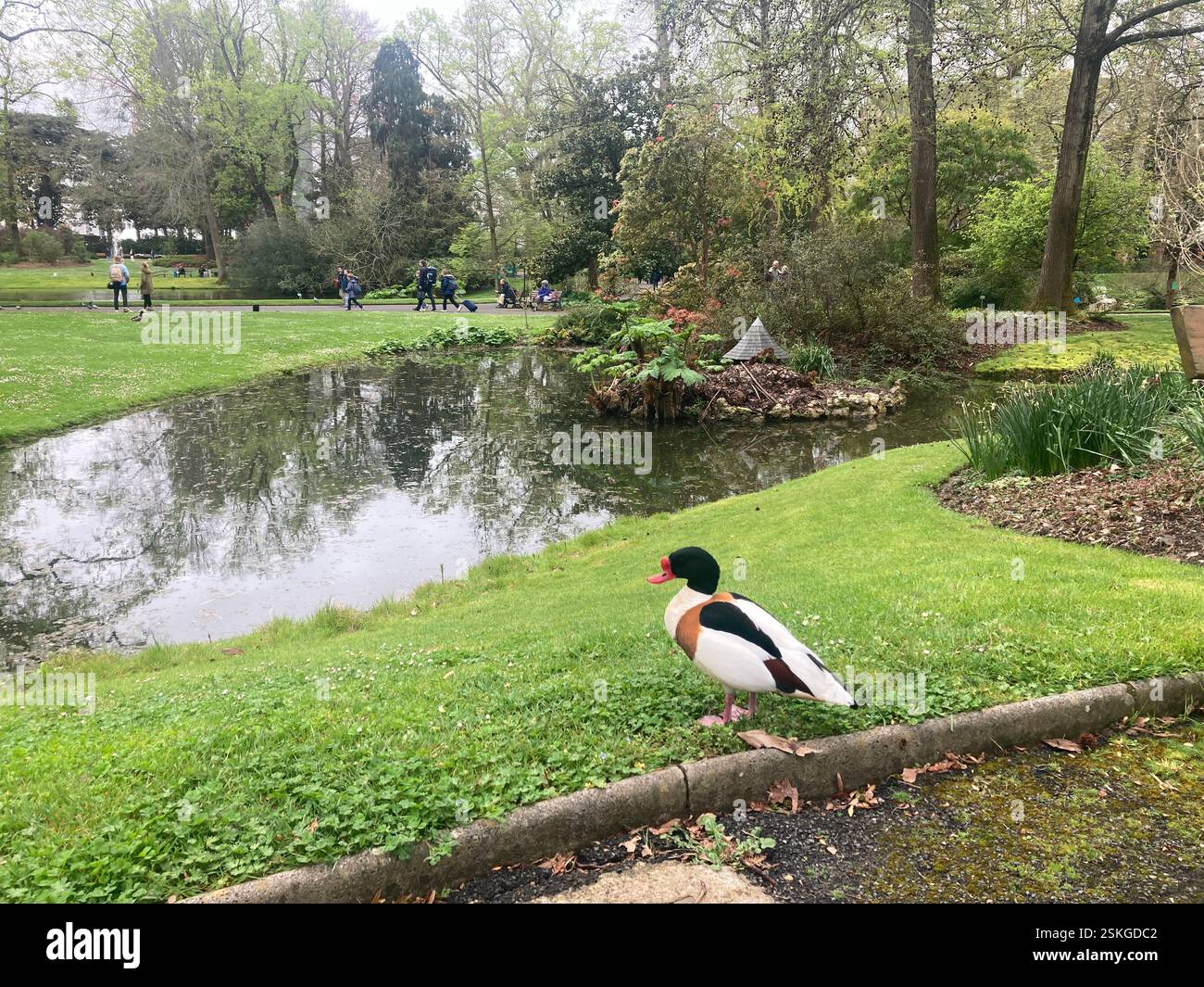 A duck in the middle of a green park in the centre of Nantes, France - Smartphone Captured Stock Image A duck in the middle of a green park in the centre of Nantes, France - Smartphone Captured Stock Image