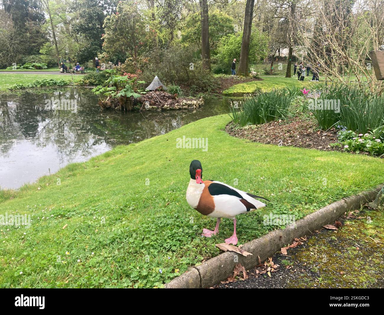 A duck in the middle of a green park in the centre of Nantes, France - Smartphone Captured Stock Image