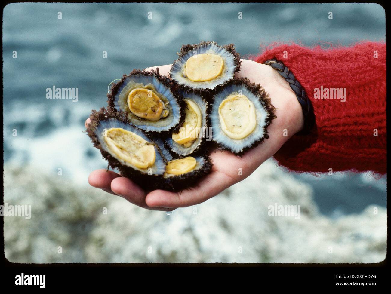 Muscheln aus dem Atlantik, Azoren 1984#Mussels from the Atlantic ...