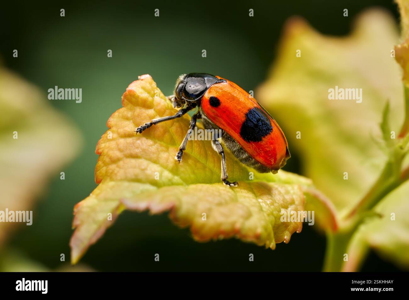 Ant bag beetle (Clytra laeviuscula) in side view on a small, reddish colored leaf Stock Photo