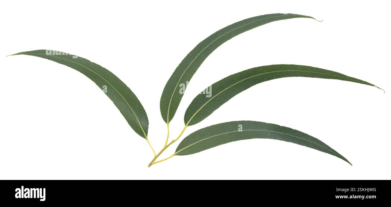 Branch of fresh eucalyptus leaves isolated on white background Stock Photo