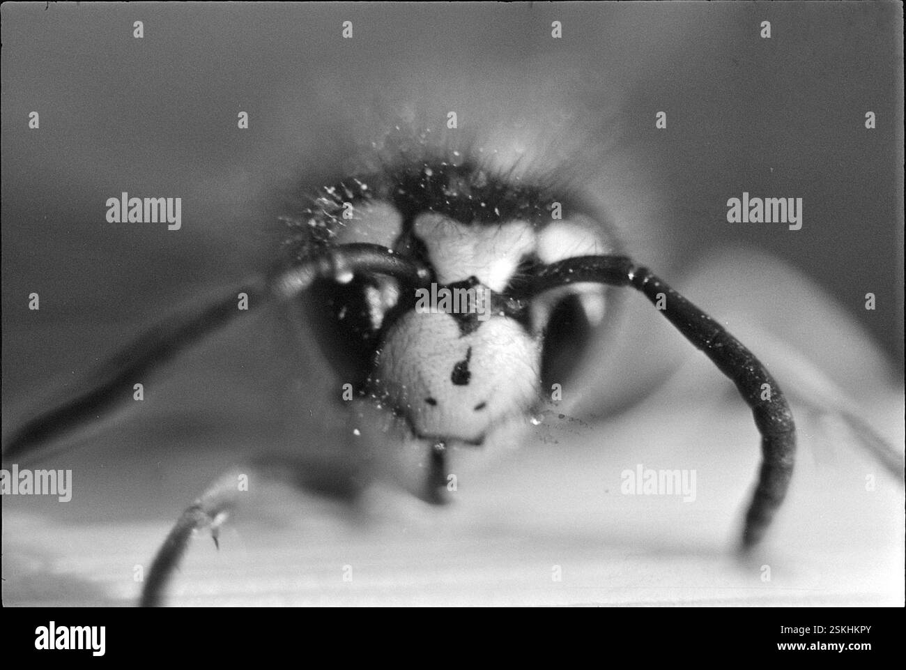 Frontal close up wasp hi-res stock photography and images - Alamy
