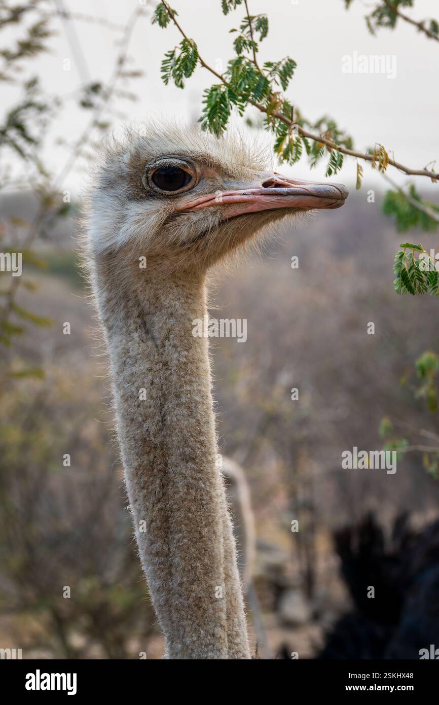 Close up side view photo of the neck and head of an ostrich, wildlife in Namibia, Africa Stock Photo