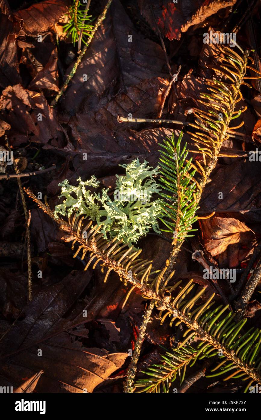 Natural close up, semi-abstract, patterns in nature / plantlike ...