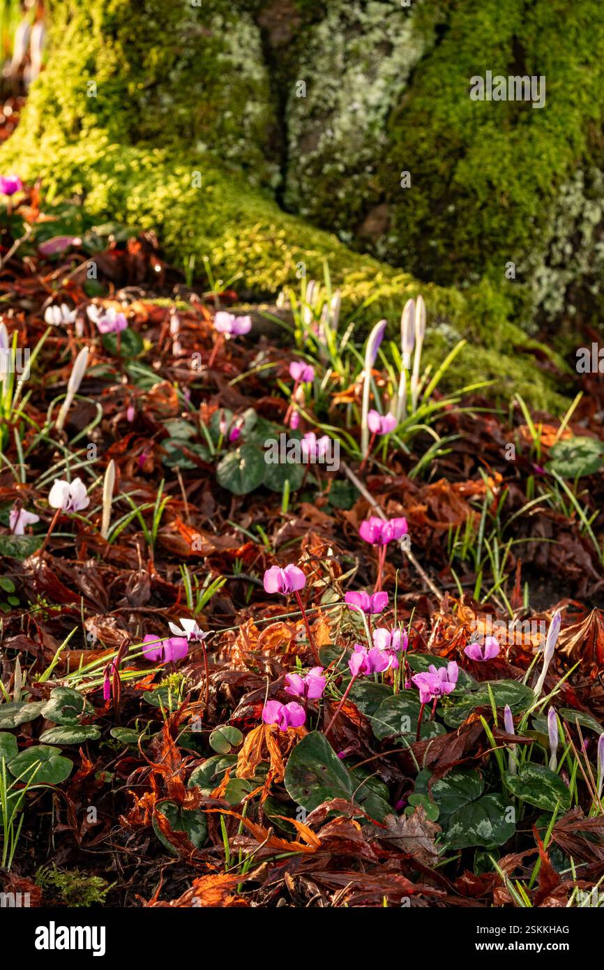 Delightful intimate spring tableau of newly blooming Cyclamen coum ...