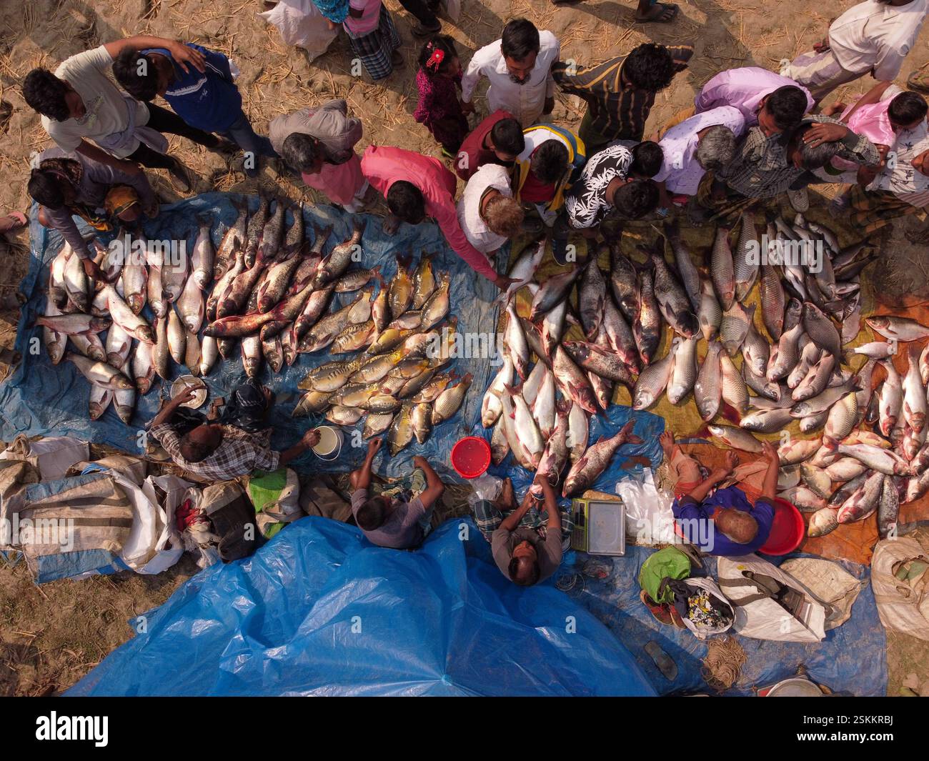 February 12, 2025, Bogra, Rajshahi, Bangladesh: Hundreds of fish are ...