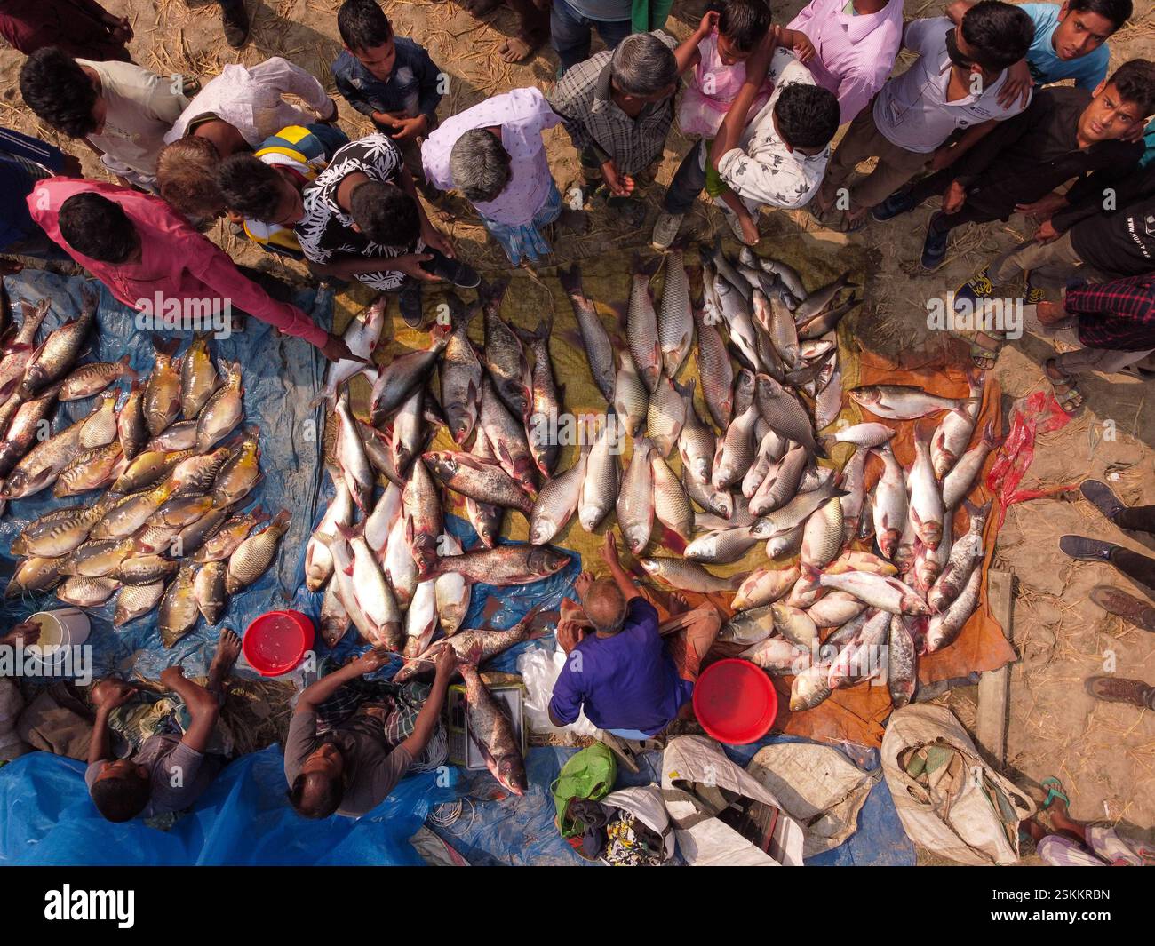 February 12, 2025, Bogra, Rajshahi, Bangladesh: Hundreds of fish are ...