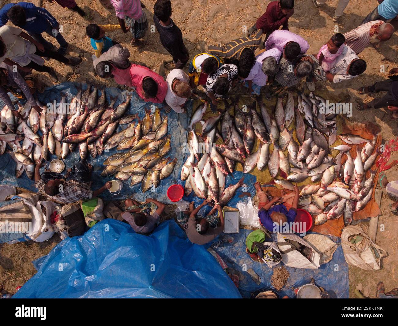 February 12, 2025, Bogra, Rajshahi, Bangladesh: Hundreds of fish are ...