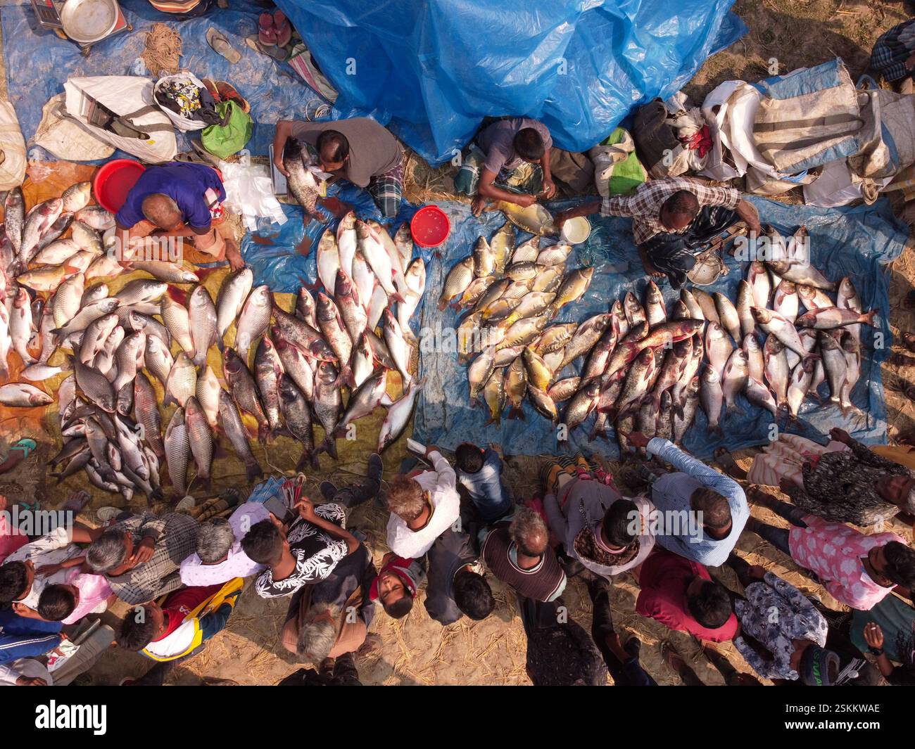 February 12, 2025, Bogra, Rajshahi, Bangladesh: Hundreds of fish are ...