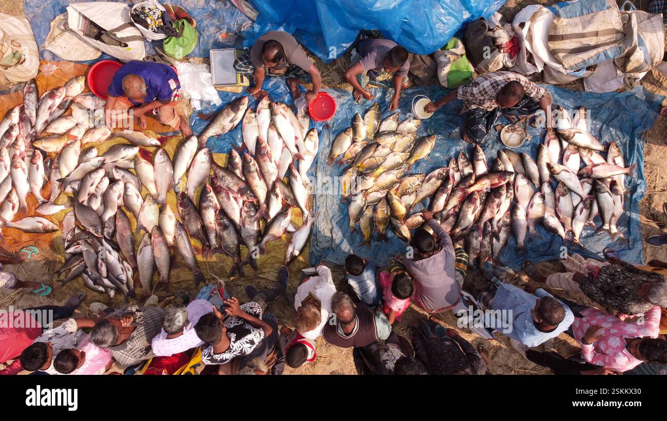 Bogra, Rajshahi, Bangladesh. 12th Feb, 2025. Hundreds of fish are laid ...