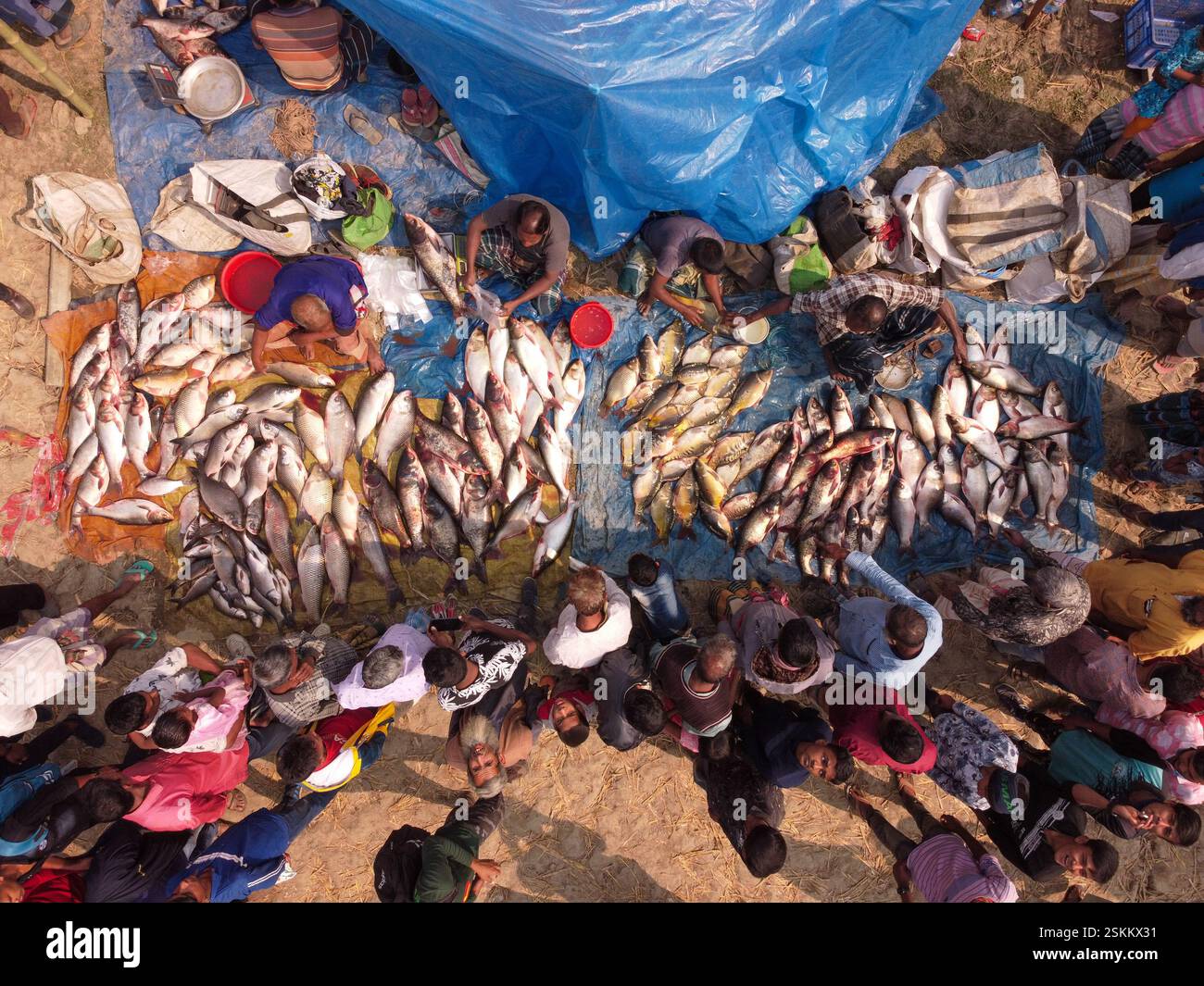 February 12, 2025, Bogra, Rajshahi, Bangladesh: Hundreds of fish are ...