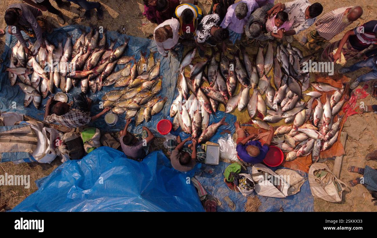 February 12, 2025, Bogra, Rajshahi, Bangladesh: Hundreds of fish are ...