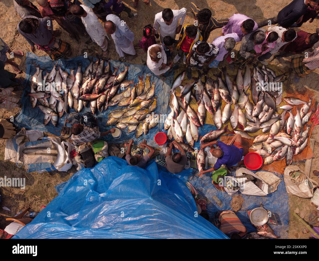 February 12, 2025, Bogra, Rajshahi, Bangladesh: Hundreds of fish are ...