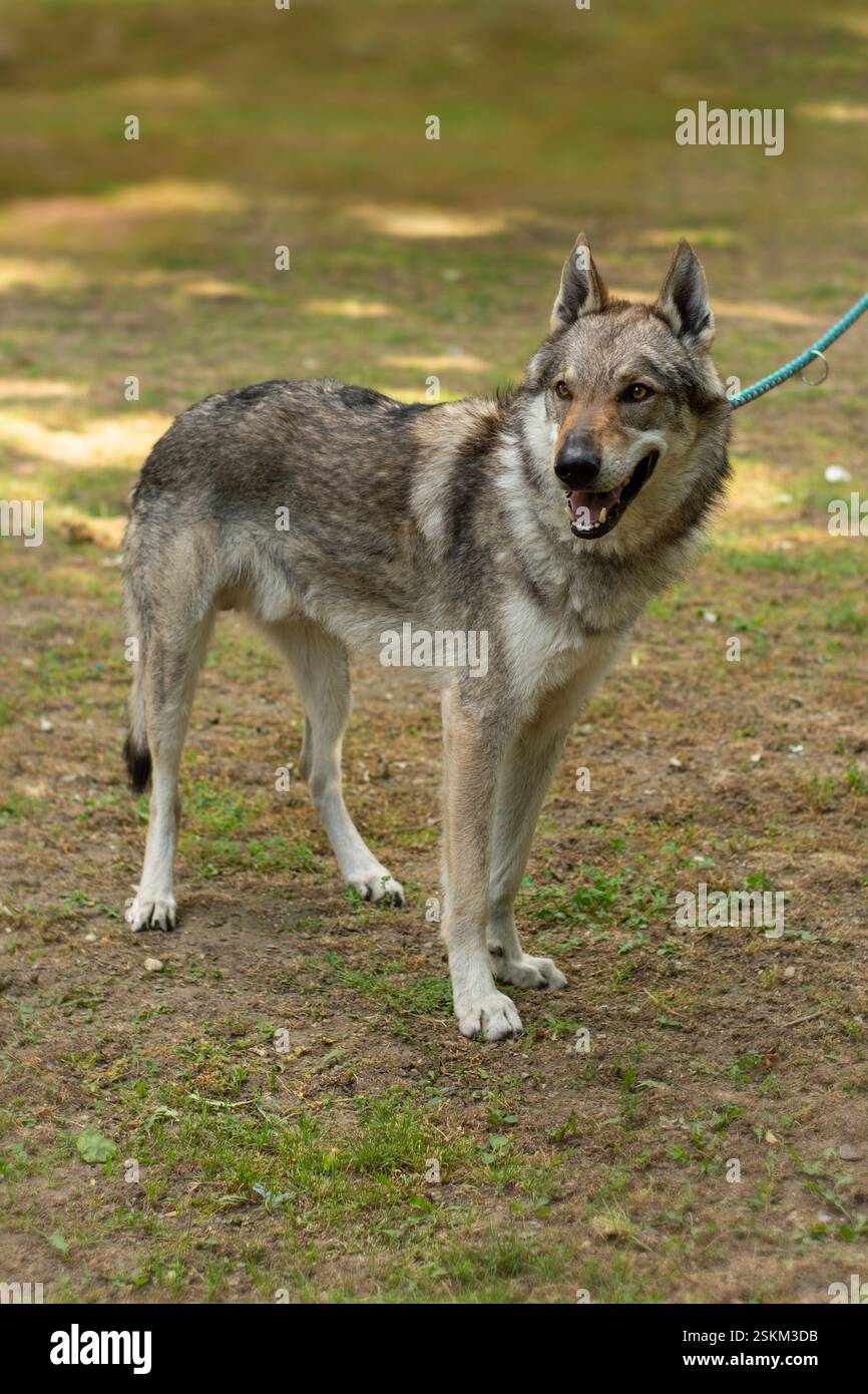 Czechoslovakian hi-res stock photography and images - Alamy