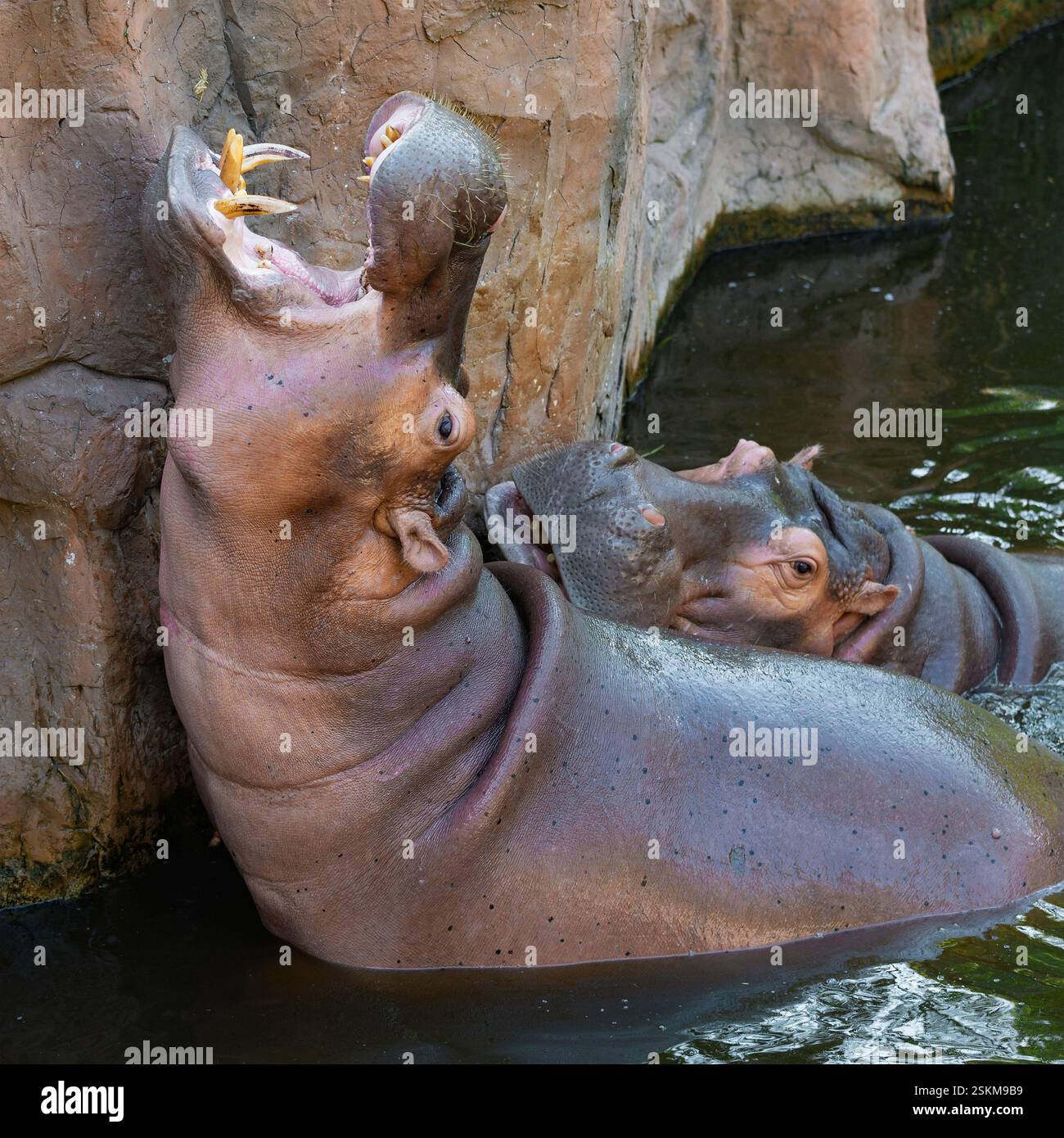 Two hippos and a pond hi-res stock photography and images - Alamy