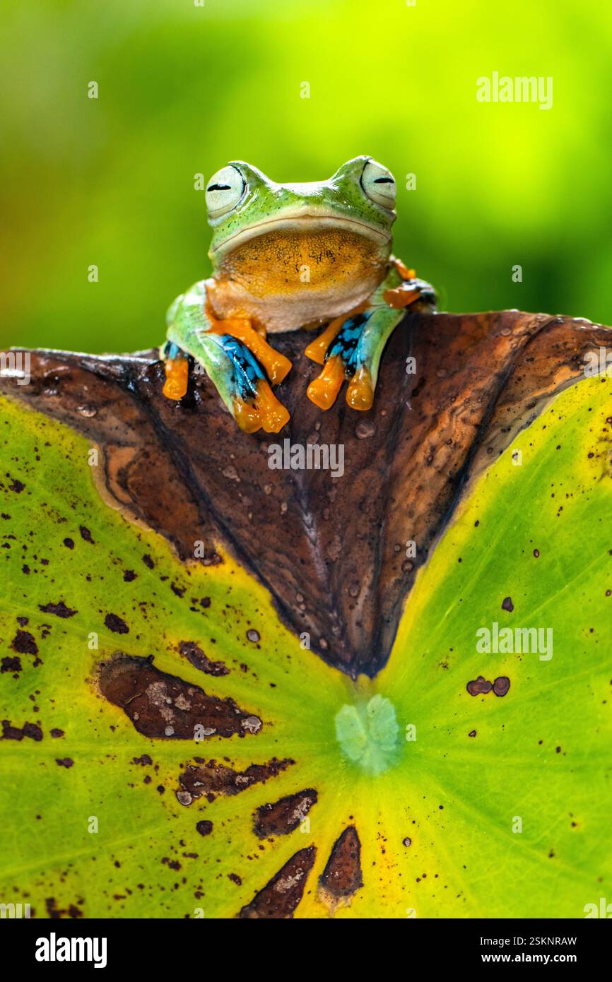 Close-up of a Rhacophorus reinwardtii frog sitting on a leaf, Indonesia ...