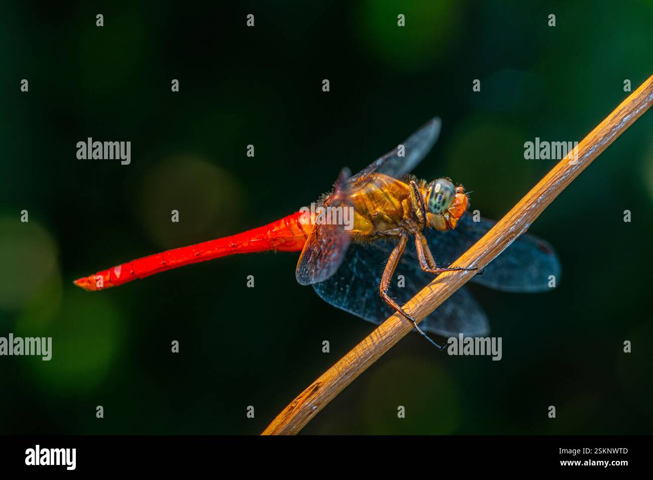 Close-up side view of a dragonfly on a branch, Indonesia Stock Photo ...