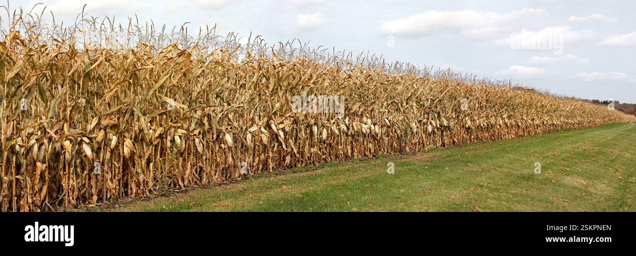 Long row side of the corn field dried corn Stock Photo
