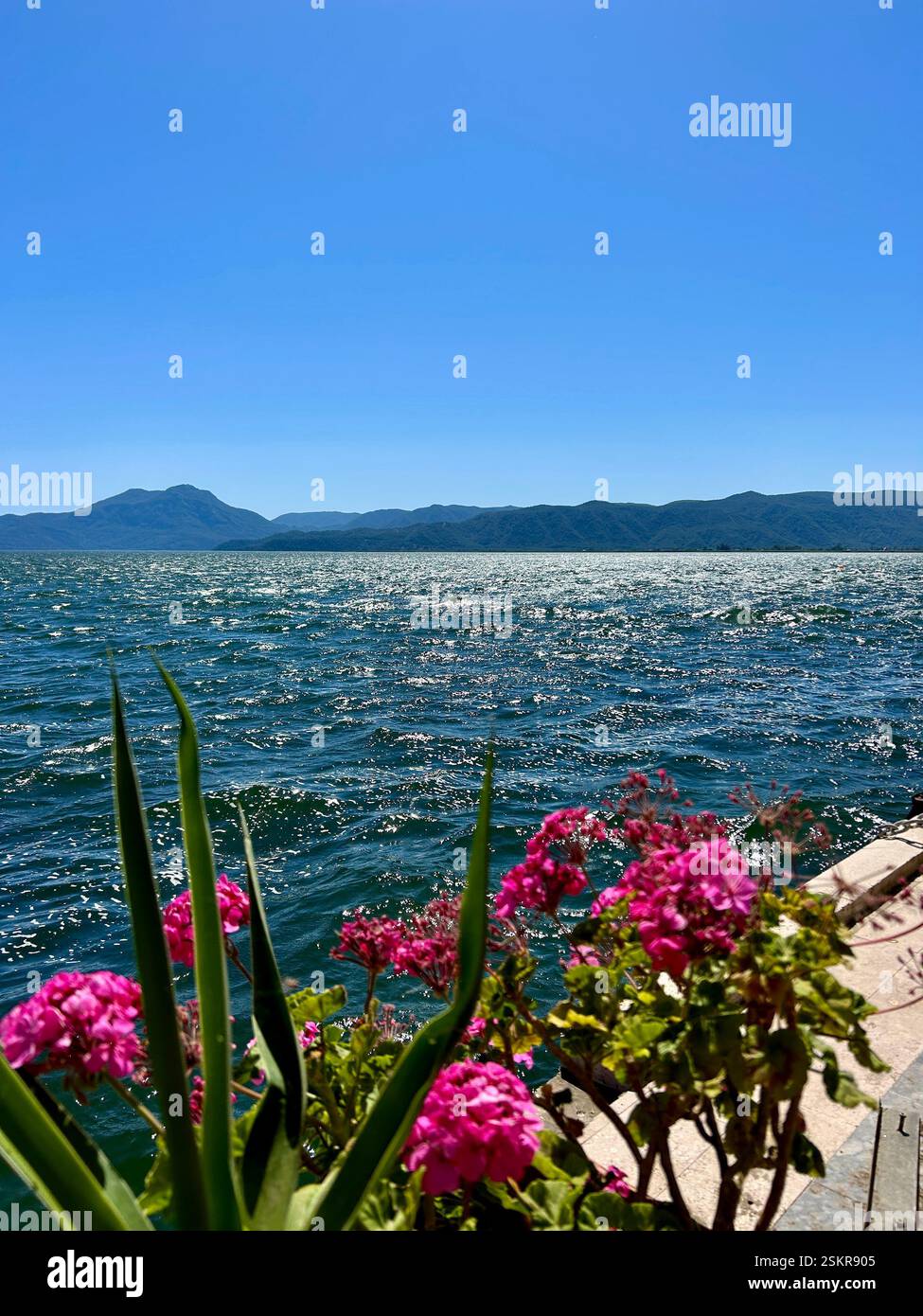 Beautiful view of the sea with vibrant pink flowers in the foreground and mountains in the background - Smartphone Captured Stock Image