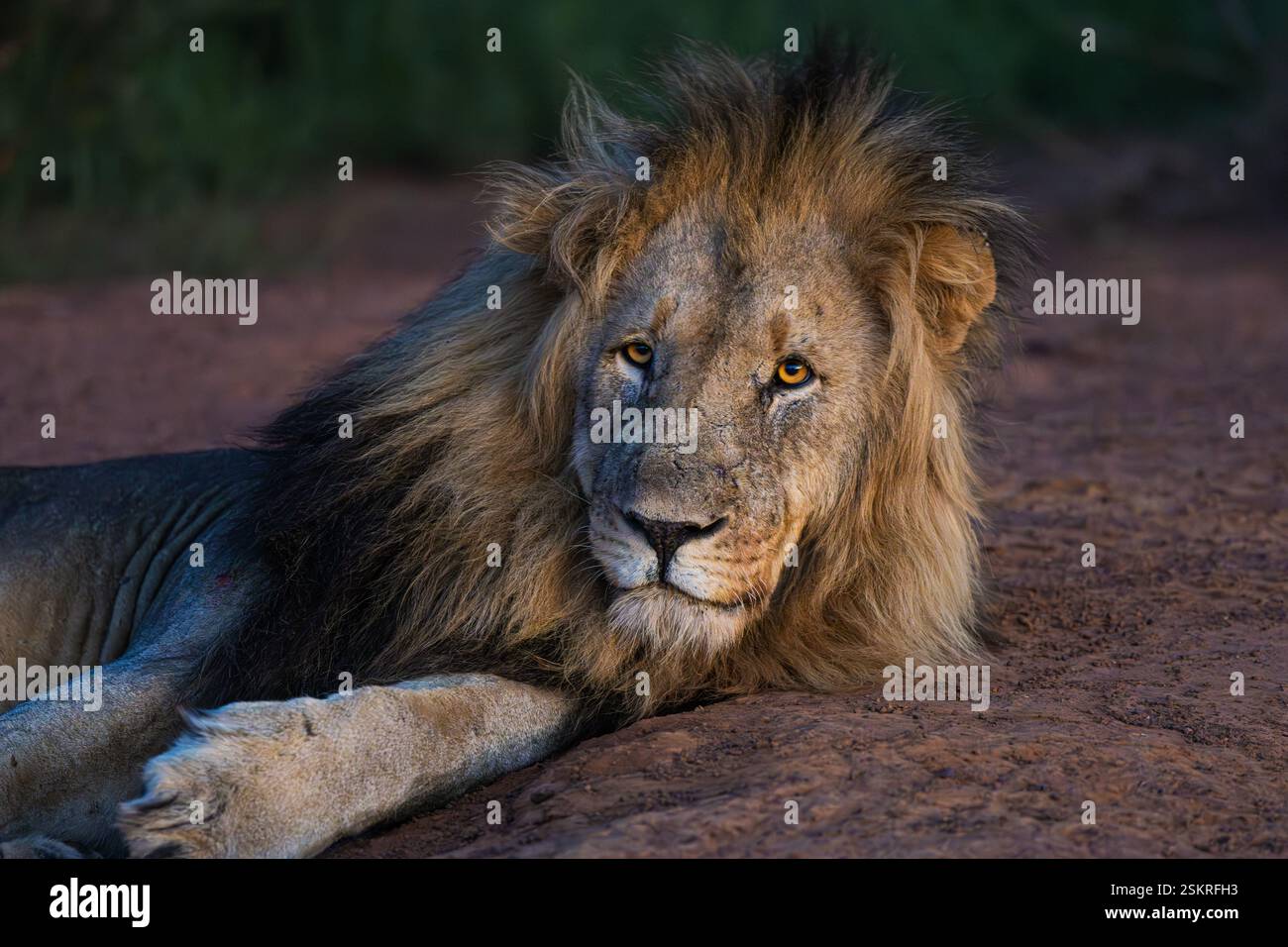 Portrait male lion in bush hi-res stock photography and images - Alamy