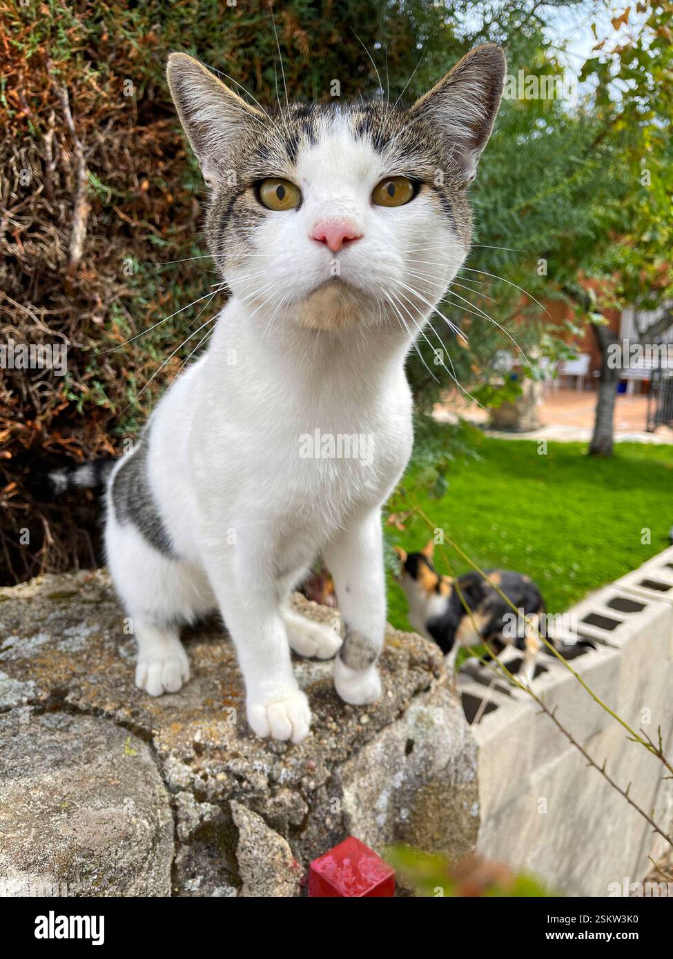 Tabby and white cat looking at the camera. - Smartphone Captured Stock Image