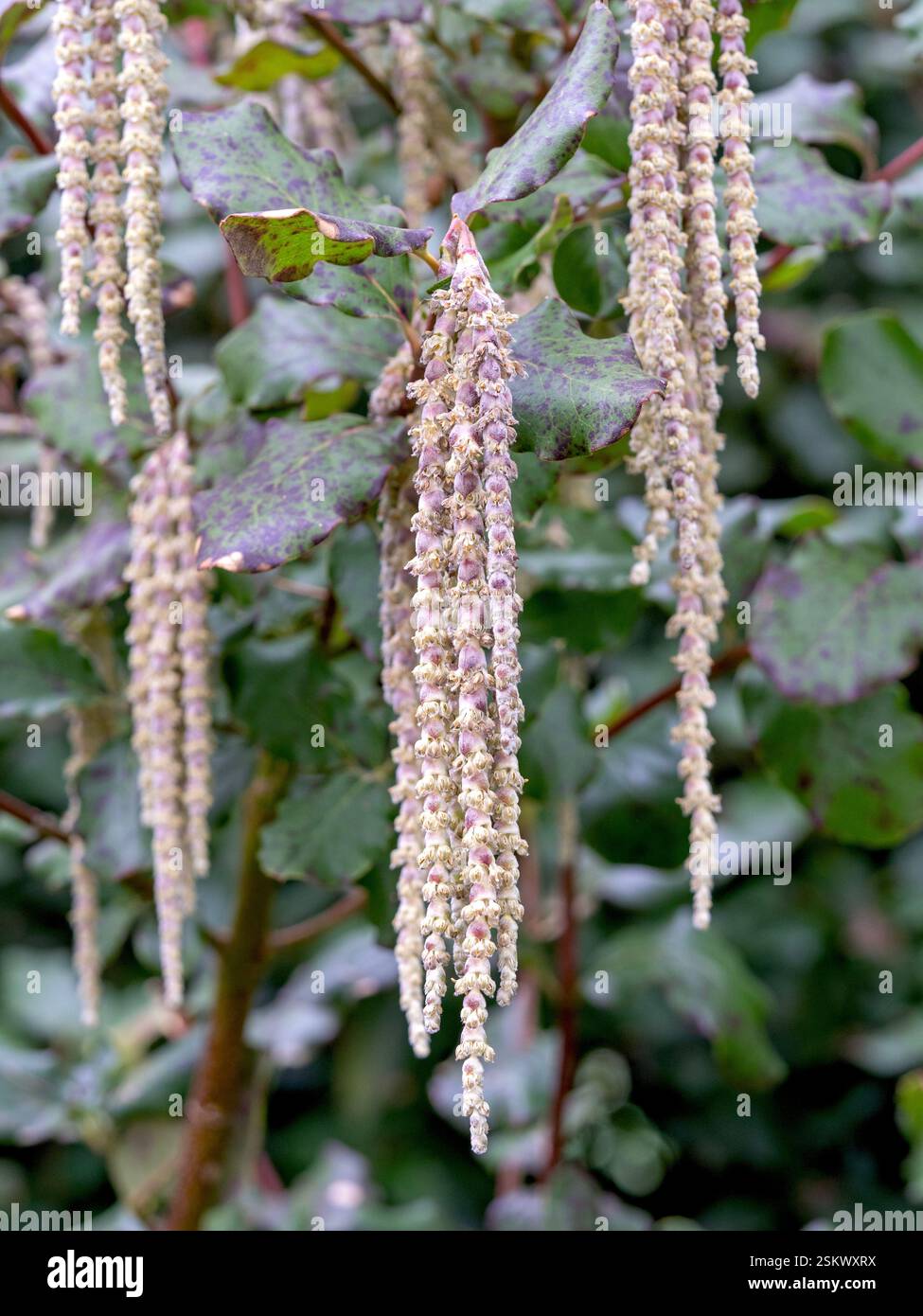 Long catkins on on a silk tassel bush Stock Photo