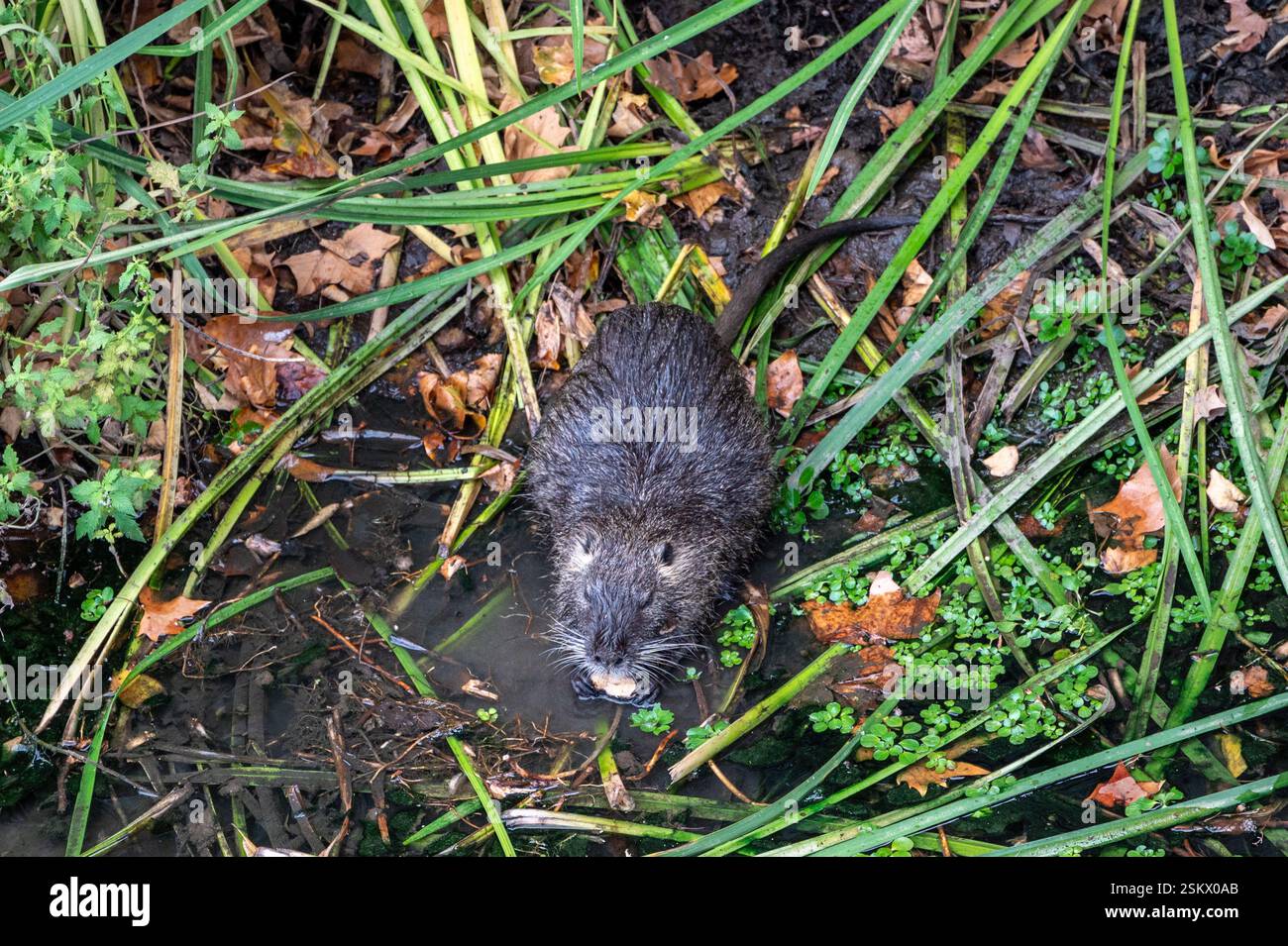 Coypu, giant river rat eating vegetation in the River Onyar, Girona ...