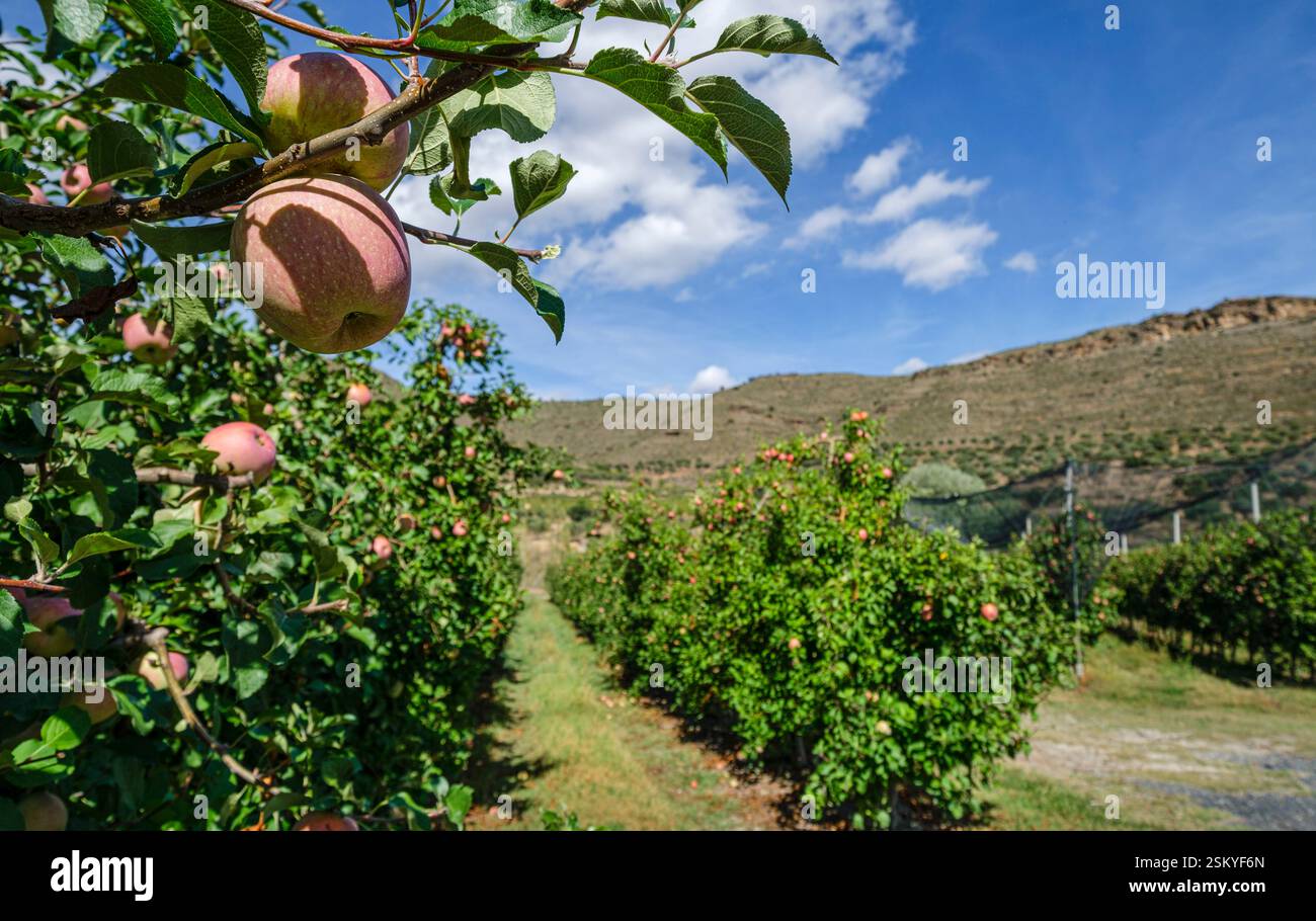 Apple orchard large scale hi-res stock photography and images - Alamy