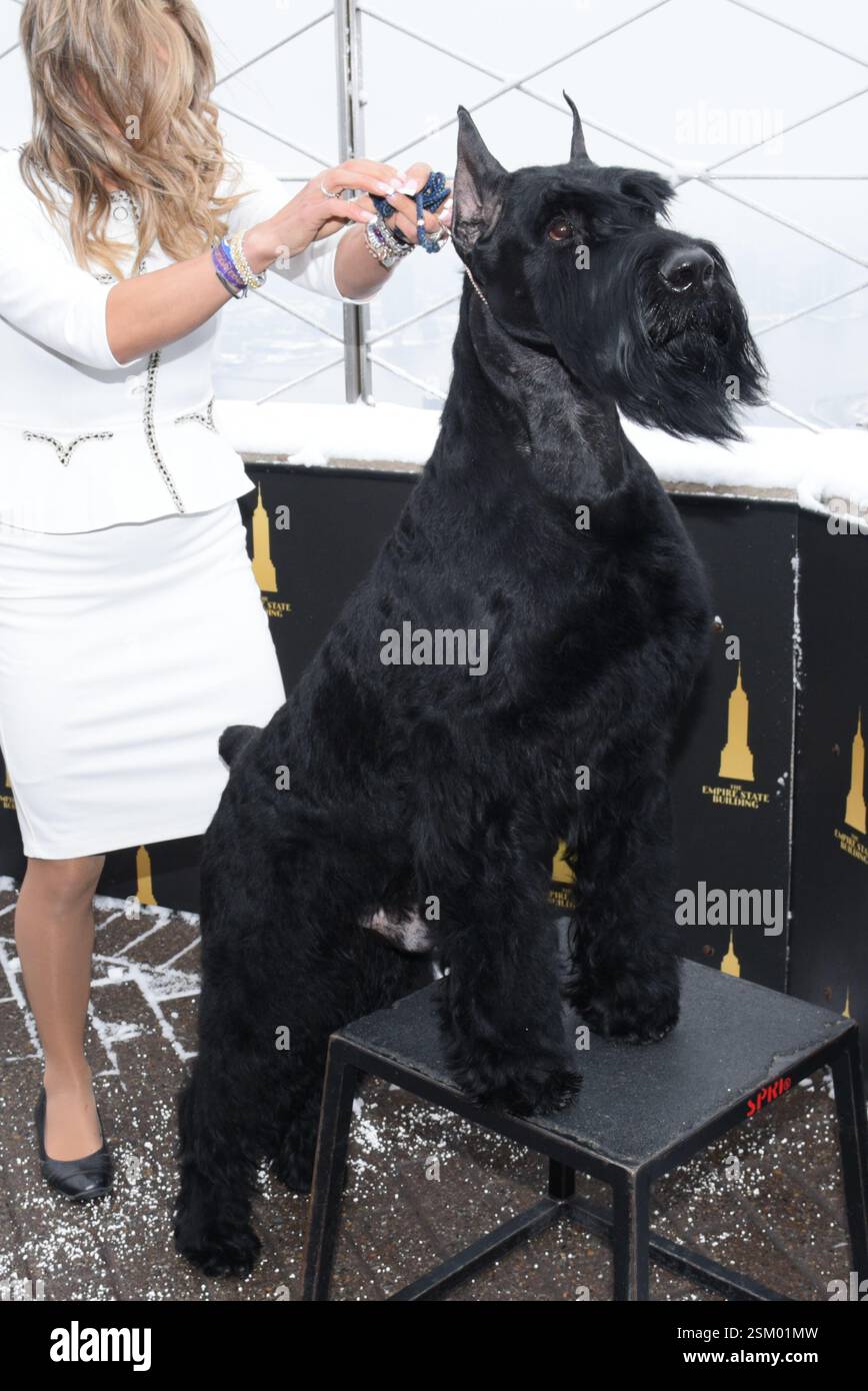 New York, USA. 12th Feb, 2025. Monty the Giant Schnauzer, Westminster Best in Show Winner, with