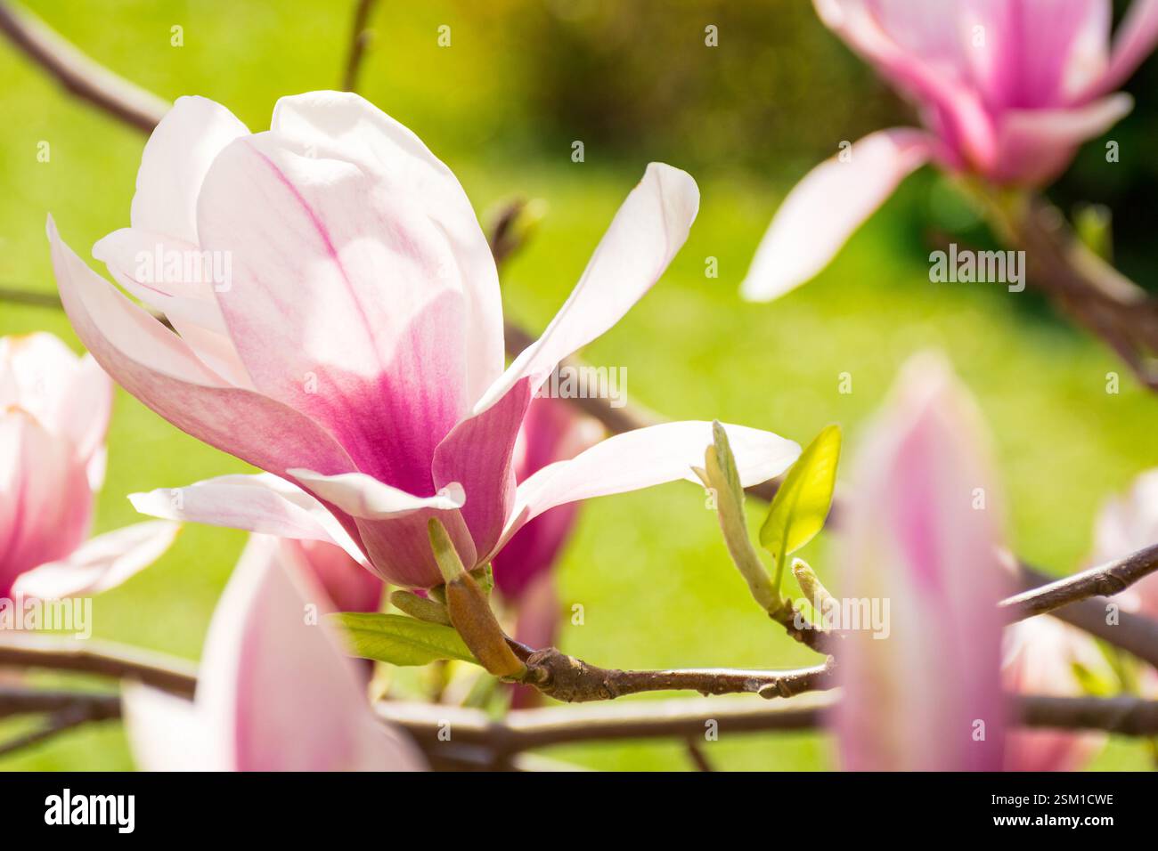 large pink flowers of magnolia soulangeana tree in full bloom. beautiful closeup background on a sunny day in spring Stock Photo