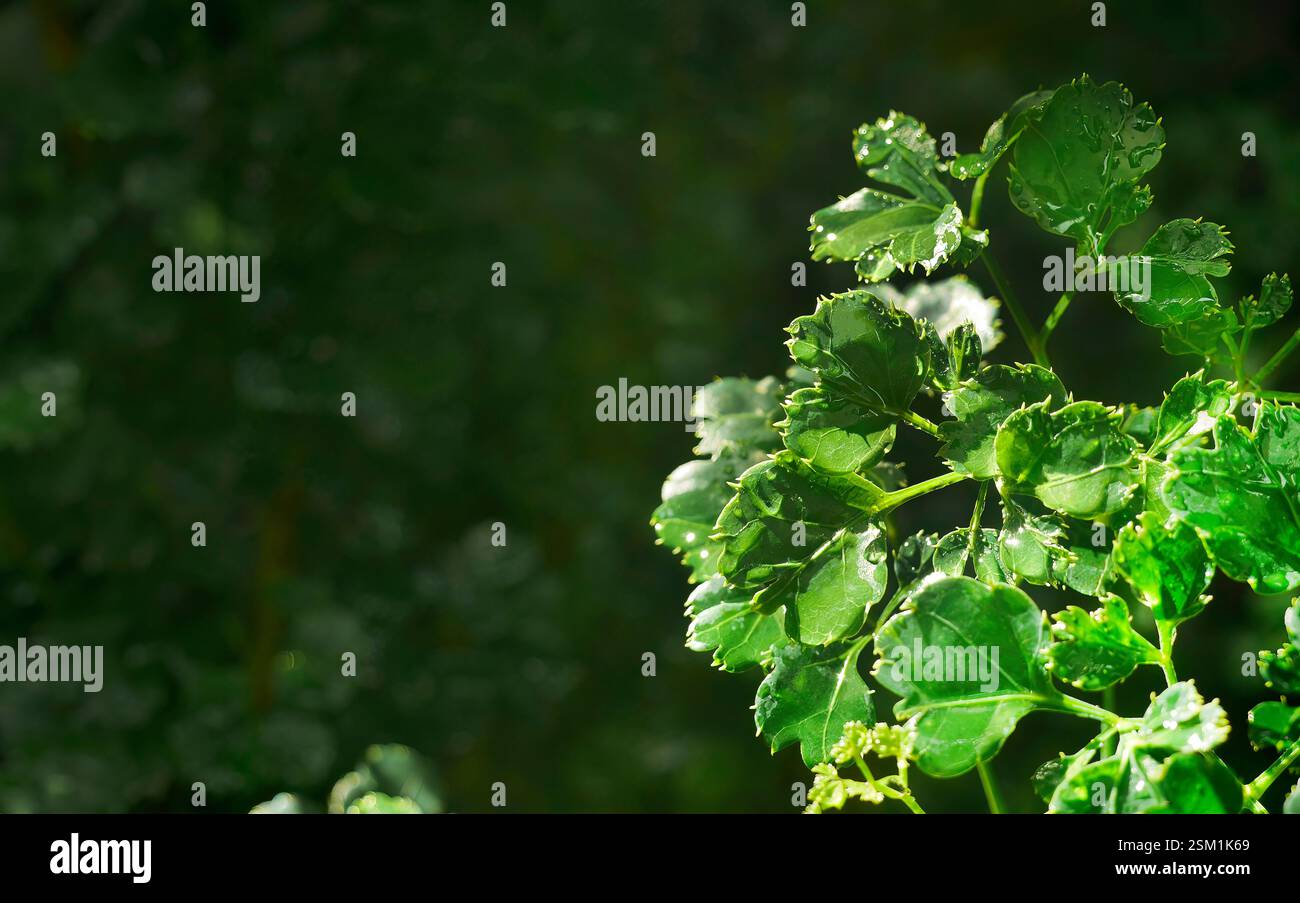 Green leaves of Ming aralia or Polyscias fruticose plant, close up ...