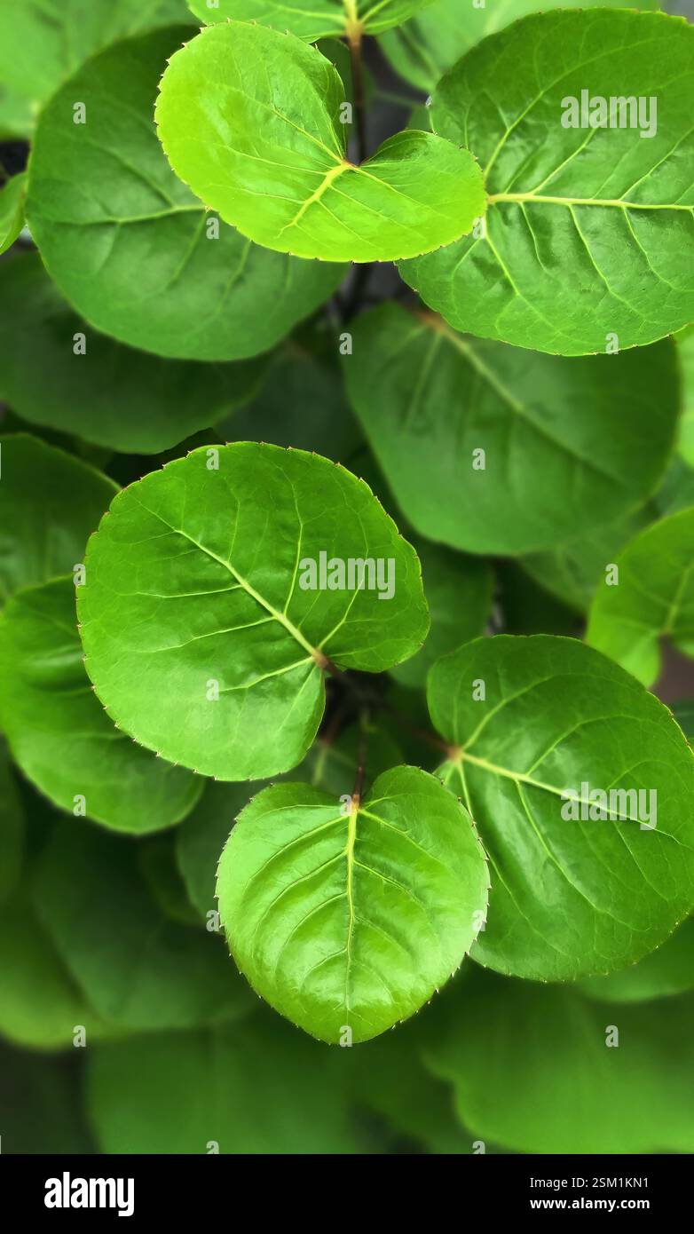 Dinner plate aralia hi-res stock photography and images - Alamy