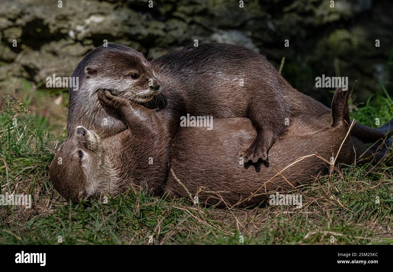 Asian Short Clawed Otter Stock Photo