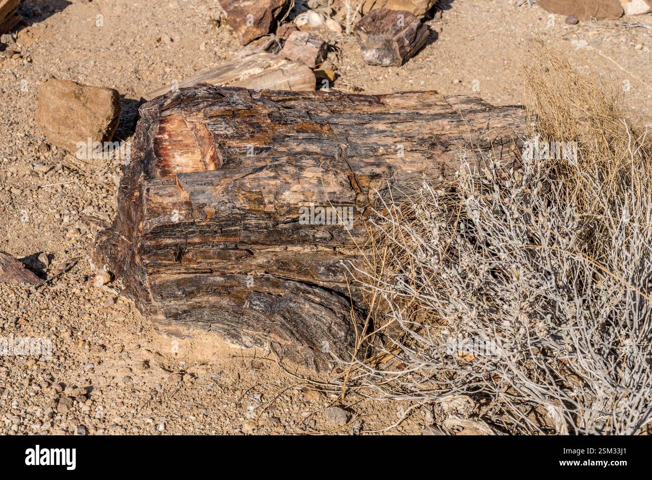 partially buried stump of petrified tree-trunk in desert countryside at Petrified Forest site, shot in bright late spring light near Khorixas, Namibia Stock Photo