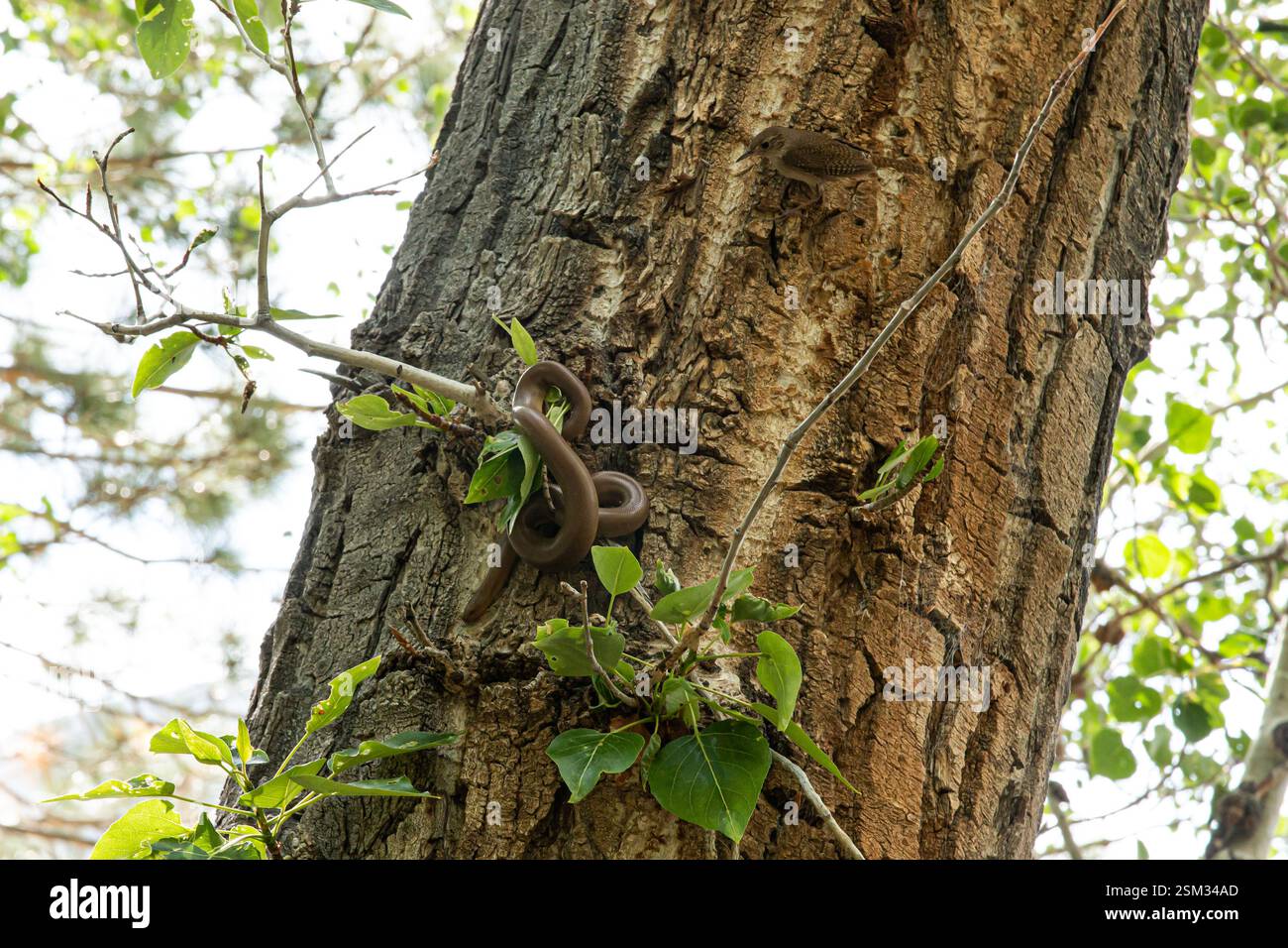 A bird and a snake in a tree. The bird is attacking the snake. Stock Photo