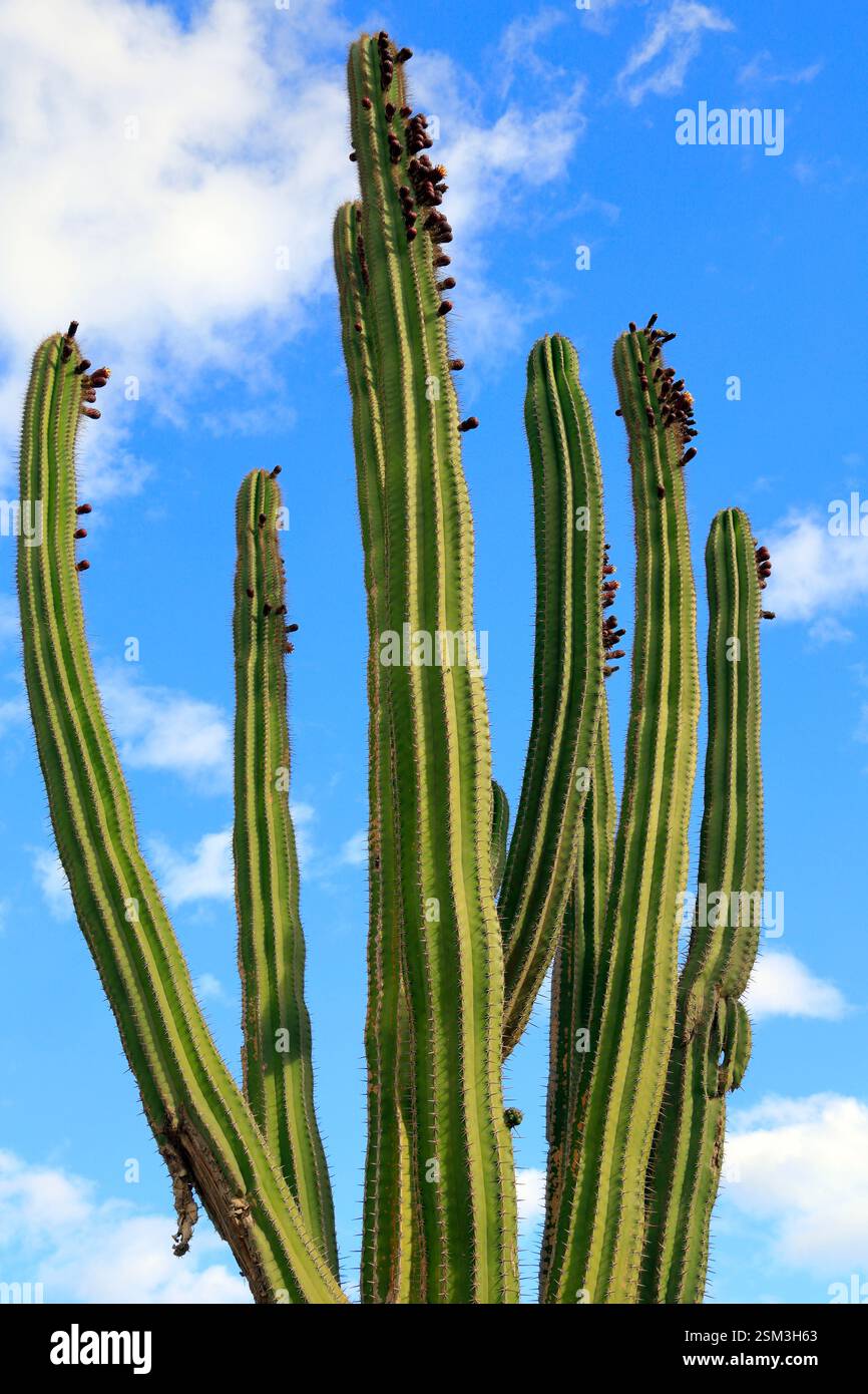 Tall cactus, Puerto del Rosario seafront, Fuerteventura, Canary Islands, Spain, Europe, EU Stock Photo