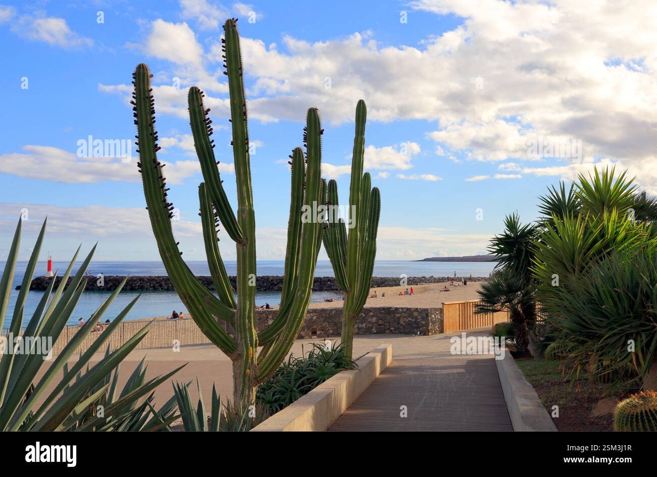 Cactus, Puerto del Rosario seafront, Fuerteventura, Canary Islands, Spain, Europe, EU Stock Photo