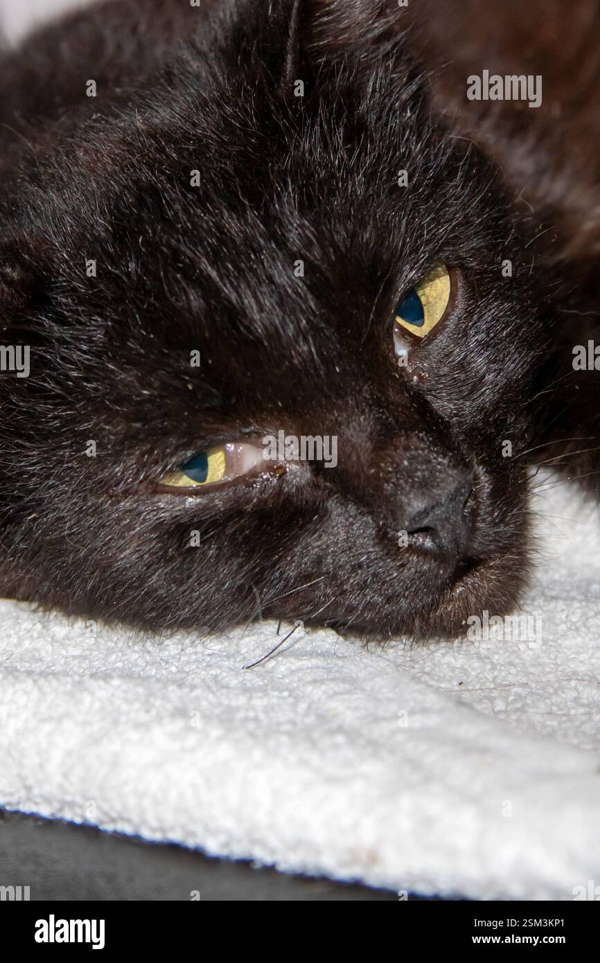 A sleek black cat with striking yellow eyes is comfortably laying atop ...