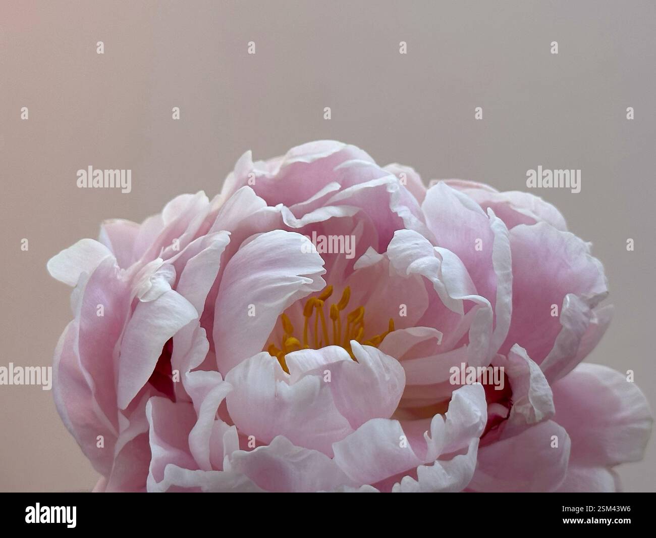 Fresh pink peony flower close up - Smartphone Captured Stock Image