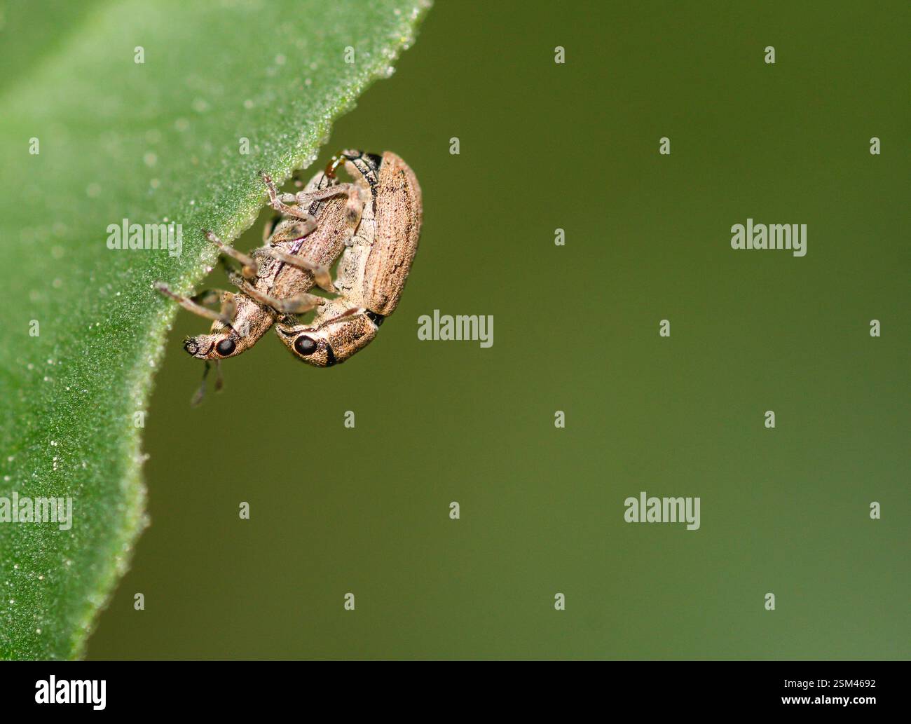 Plagas de animales hi-res stock photography and images - Alamy