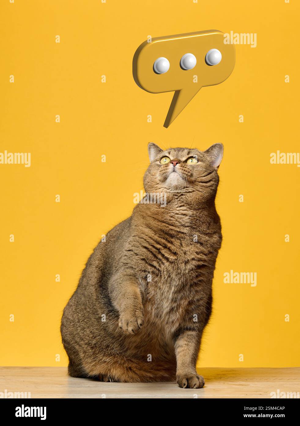 Adult gray straight-eared cat looking up at dialogue cloud, surprise ...
